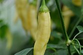 Aji Limonero Blanco | Chilli semena