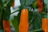 Giallo Arancio | Chilli semena