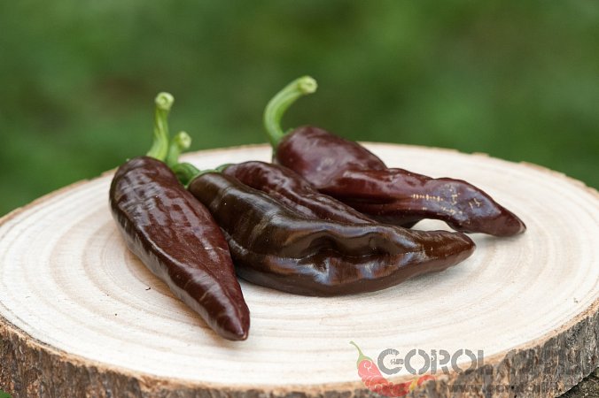 Ethiopian Brown | Chilli semena