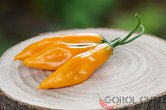 Giallo Arancio | Chilli semena