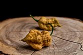 Golden Reaper - ISO | Chilli semena