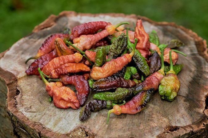 Messe Noire F7 | Chilli semena