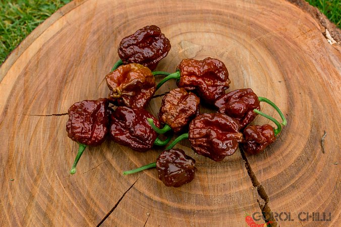 Boia Chocolate | Chilli semena