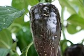 Jalapeno Azabache | Jalpeno chilli semena
