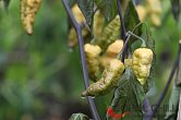 Mustard Nagabrain F4 | Chilli semena