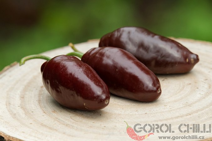 Rocoto Chocolate X PS | Chilli semena