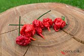 7 Pot Primo Red - ISO | Chilli semena