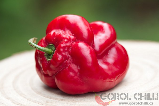 Rocoto de la selva Rojo Arequipa | Chilli semena