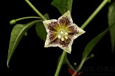 Capsicum flexuosum Monteiro Lobato | Chilli semena