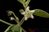 Capsicum eshbaughii | Chilli semena
