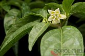 Capsicum recurvatum | Chilli semena