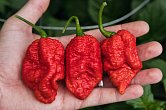 Big Red Mama | Chilli semena