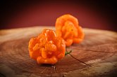 Scotch Bonnet Allen Boatman TFM - ISO | Chilli semena
