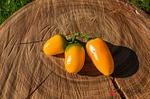 NuMex Pumpkin Spice | Chilli semena