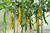 Aji Guyana - ISO | Chilli semena