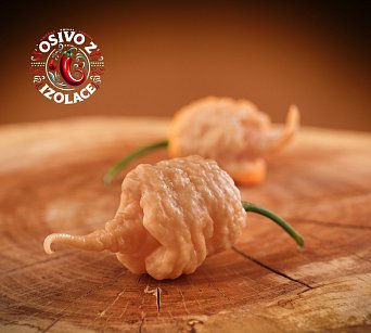 Gorol Gnarly Peach - ISO