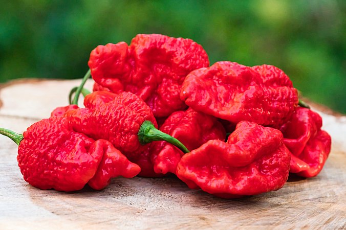 Big Red Mama | Chilli semena