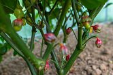 Pink Tiger x BBG 7 Pot pheno 4-1 F5 | Chilli semena