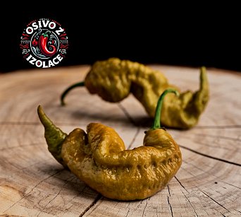 Primotalii Mustard - ISO •