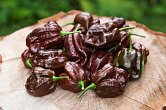 7 Pot Chaguanas Chocolate | Chilli semena