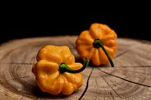 Scotch Bonnet TFM - ISO | Chilli semena