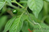 C. galapagoense | Chilli semena