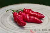 Rocoto Aji Largo | Chilli semena