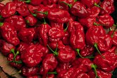 Sweet Moruga - ISO | Chilli semena