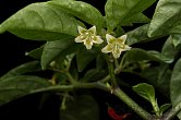 Capsicum recurvatum | Chilli semena