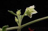 Capsicum eshbaughii | Chilli semena