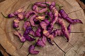 Pimenta Bella Purple - ISO | Chilli semena