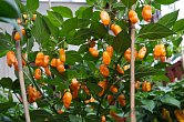 Coracao de Boi Orange | Chilli semena