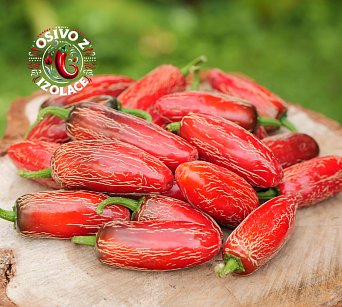 Jalapeno Zapotec - ISO •