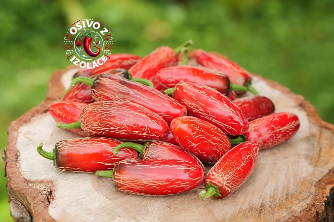 Jalapeno Zapotec - ISO • | Chilli semena