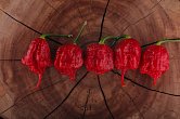 7 Pot Primo Red - ISO | Chilli semena
