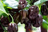 Habanero Chocolate - ISO | Chilli semena