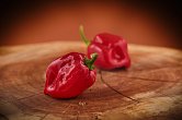Habanero Red Savina - ISO | Chilli semena