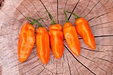 Coracao de Boi Orange F3 | Chilli semena