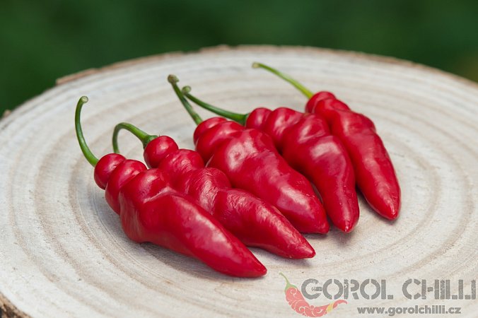 Rocoto Aji Largo | Chilli semena