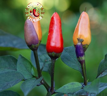 Blue Christmas - ISO