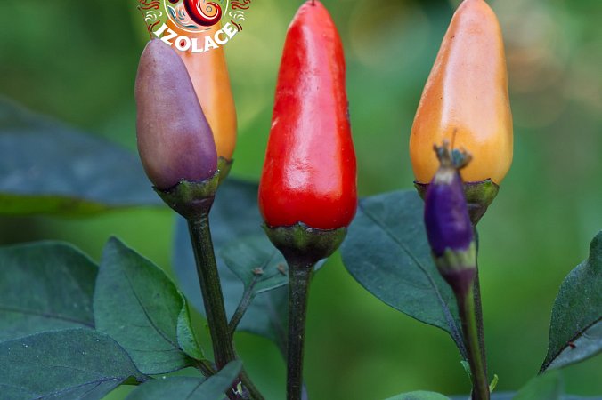 Blue Christmas - ISO | Chilli semena