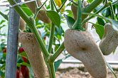 Jalapeno Farmer | Chilli semena