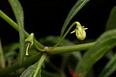 Capsicum cf. mirabile | Chilli semena