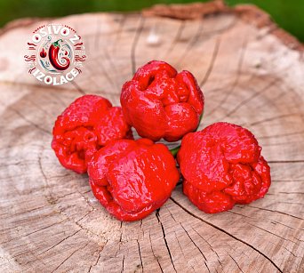 Trinidad Scorpion Moruga Red - ISO