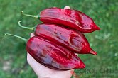 Aji Boliviano - ISO | Chilli semena