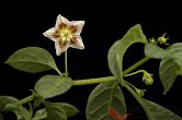 Capsicum cf. mirabile | Chilli semena