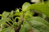 Capsicum recurvatum, red flower | Chilli semena