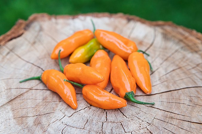 Coracao de Boi Orange F3 | Chilli semena