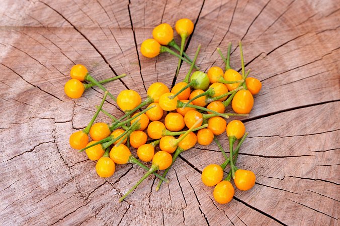 Aji Charapita | Chilli semena