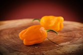 Habanero Gambia Orange - ISO | Chilli semena